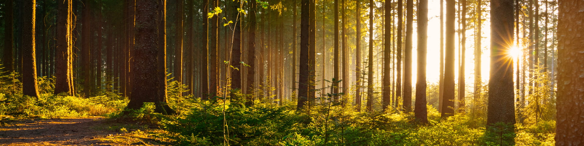 trauer-regional-header